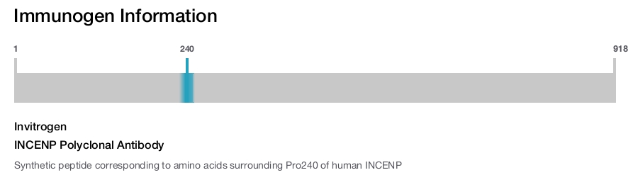 INCENP Polyclonal Antibody