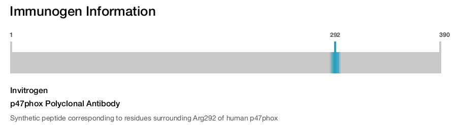 p47phox Polyclonal Antibody