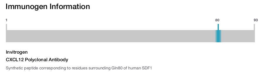 CXCL12 Polyclonal Antibody
