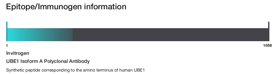 UBE1 Isoform A Polyclonal Antibody