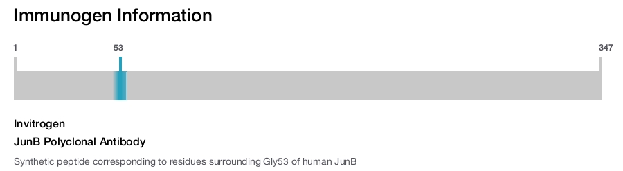 JunB Polyclonal Antibody