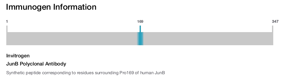 JunB Polyclonal Antibody