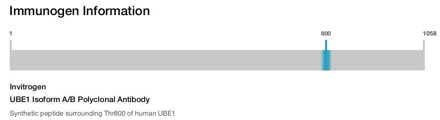 UBE1 Isoform A/B Polyclonal Antibody