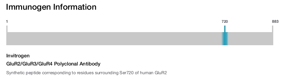 GluR2/GluR3/GluR4 Polyclonal Antibody
