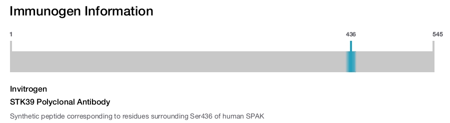 STK39 Polyclonal Antibody