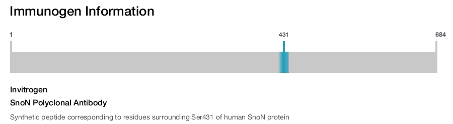 SnoN Polyclonal Antibody