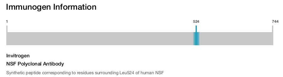 NSF Polyclonal Antibody