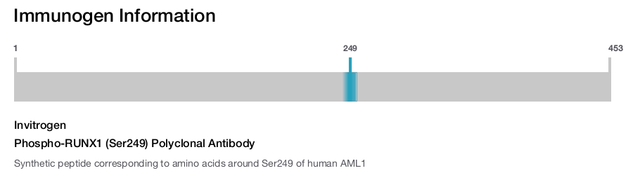 Phospho-RUNX1 (Ser249) Polyclonal Antibody