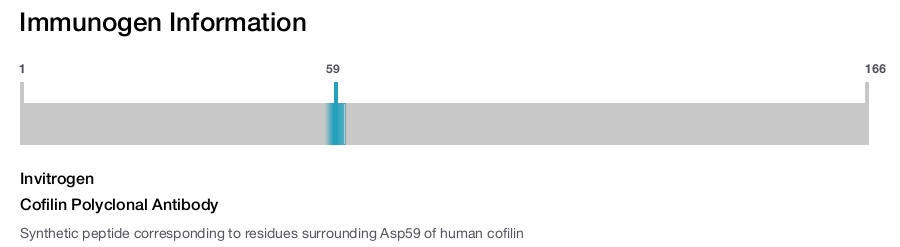Cofilin Polyclonal Antibody