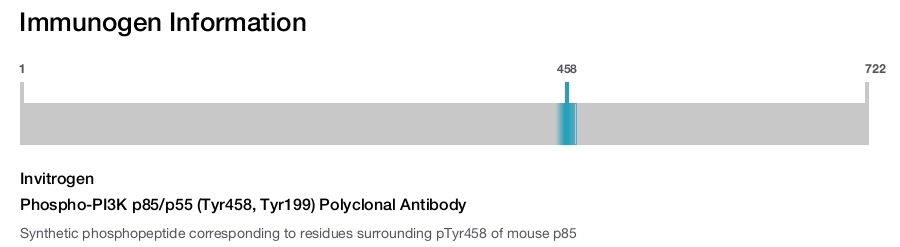 Phospho-PI3K p85/p55 (Tyr458, Tyr199) Polyclonal Antibody