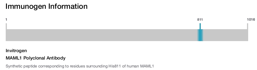 MAML1 Polyclonal Antibody