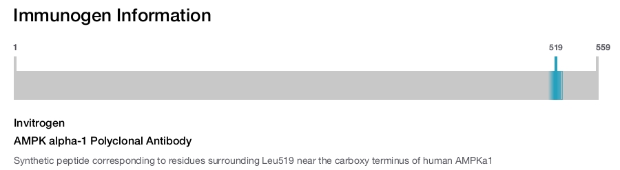 AMPK alpha-1 Polyclonal Antibody