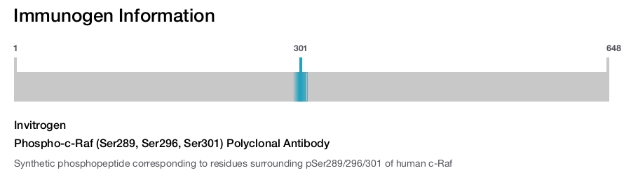 Phospho-c-Raf (Ser289, Ser296, Ser301) Polyclonal Antibody