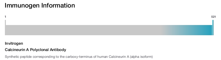 Calcineurin A Polyclonal Antibody
