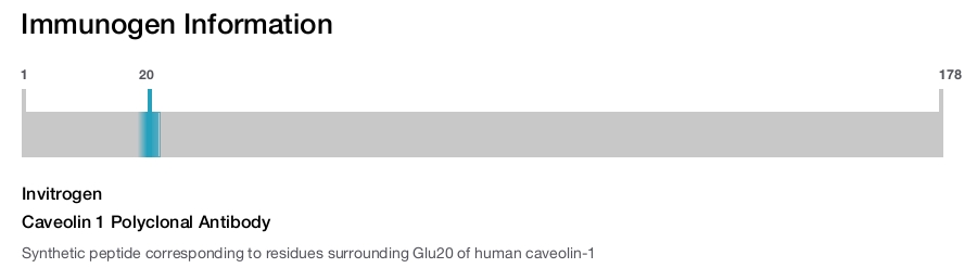 Caveolin 1 Polyclonal Antibody