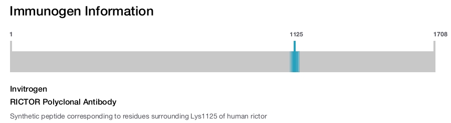 RICTOR Polyclonal Antibody