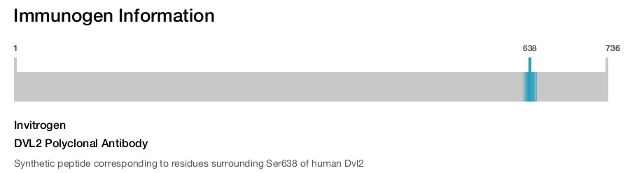 DVL2 Polyclonal Antibody