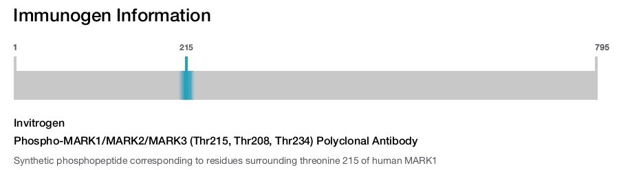 Phospho-MARK1/MARK2/MARK3 (Thr215, Thr208, Thr234) Polyclonal Antibody
