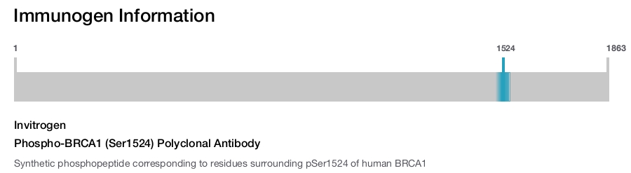 Phospho-BRCA1 (Ser1524) Polyclonal Antibody