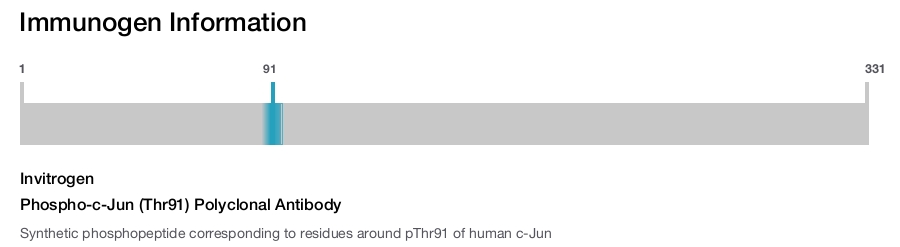 Phospho-c-Jun (Thr91) Polyclonal Antibody
