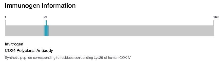 COX4 Polyclonal Antibody