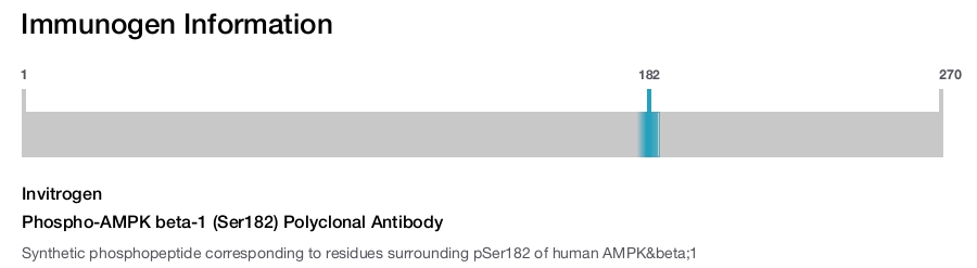 Phospho-AMPK beta-1 (Ser182) Polyclonal Antibody