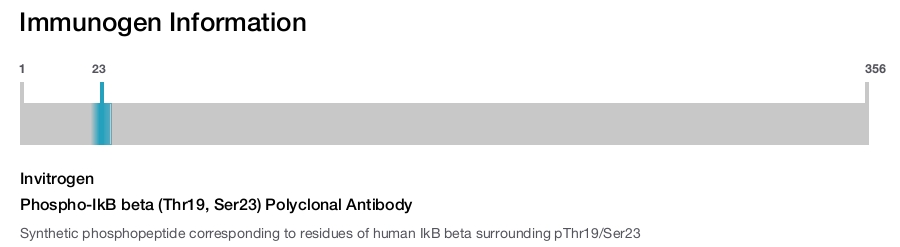 Phospho-IkB beta (Thr19, Ser23) Polyclonal Antibody