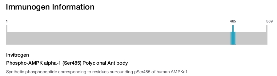 Phospho-AMPK alpha-1 (Ser485) Polyclonal Antibody