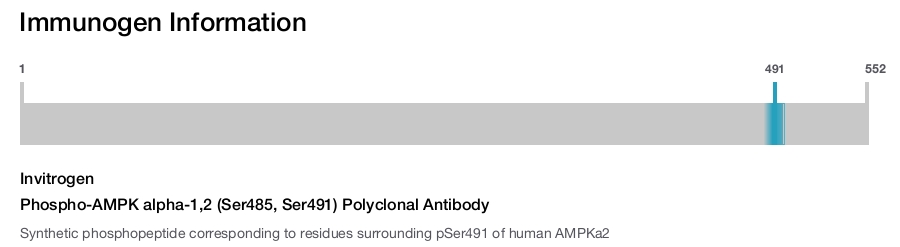 Phospho-AMPK alpha-1,2 (Ser485, Ser491) Polyclonal Antibody