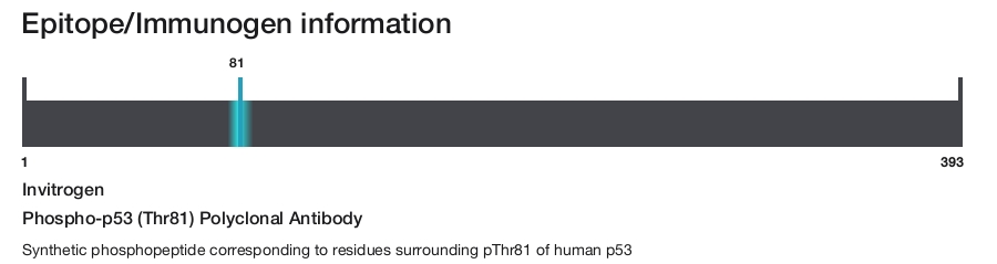 Phospho-p53 (Thr81) Polyclonal Antibody