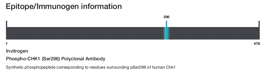 Phospho-CHK1 (Ser296) Polyclonal Antibody