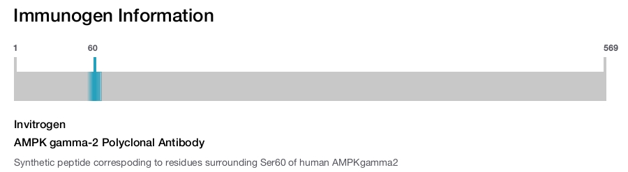 AMPK gamma-2 Polyclonal Antibody