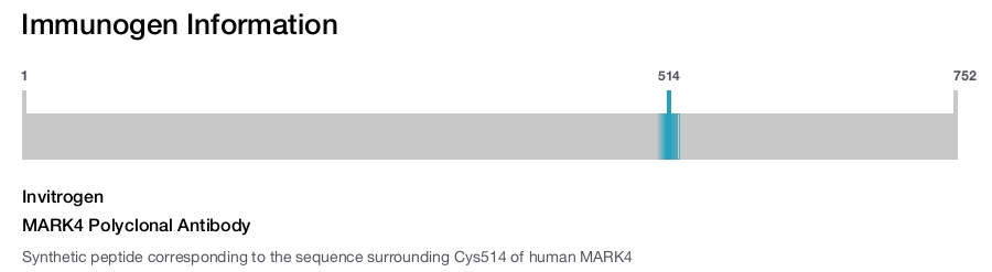 MARK4 Polyclonal Antibody