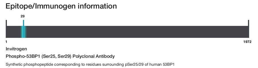 Phospho-53BP1 (Ser25, Ser29) Polyclonal Antibody