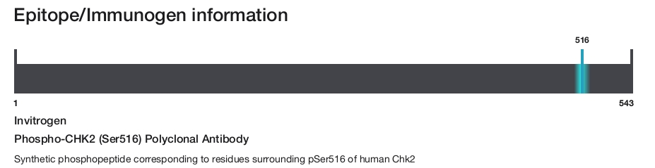 Phospho-CHK2 (Ser516) Polyclonal Antibody
