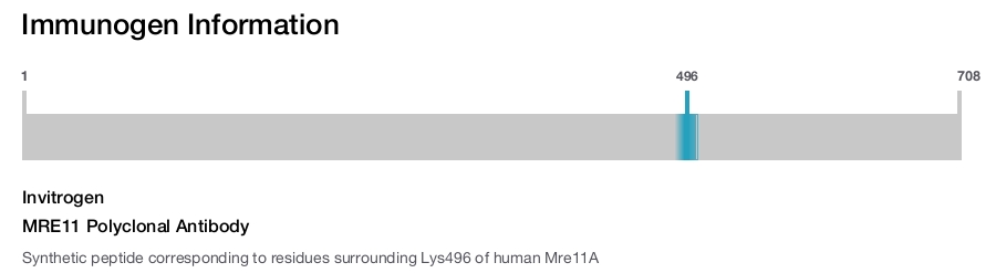 MRE11 Polyclonal Antibody