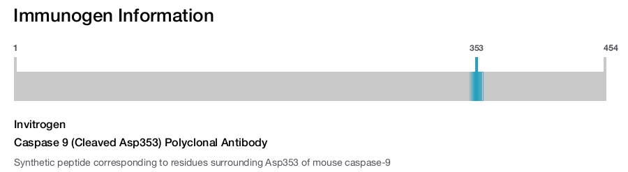 Caspase 9 (Cleaved Asp353) Polyclonal Antibody