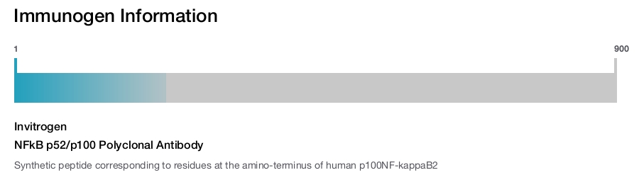 NFkB p52/p100 Polyclonal Antibody
