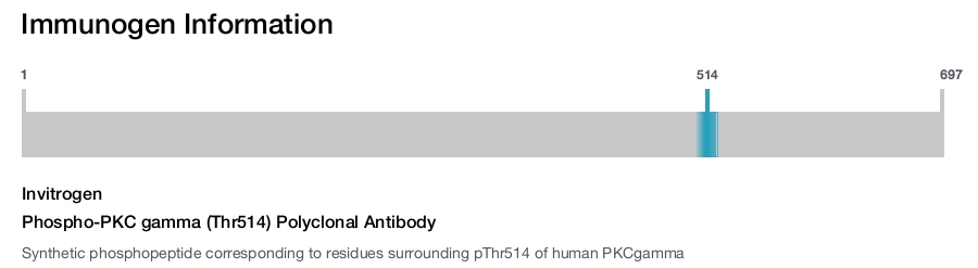 Phospho-PKC gamma (Thr514) Polyclonal Antibody