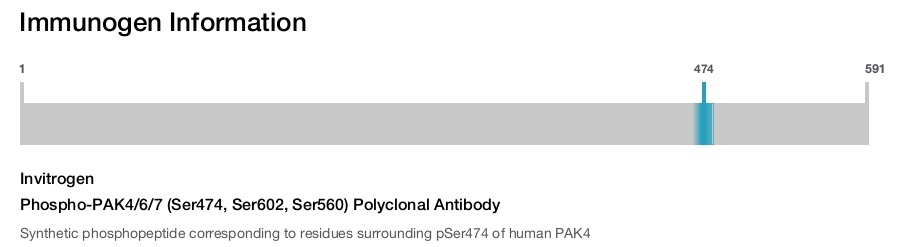 Phospho-PAK4/6/7 (Ser474, Ser602, Ser560) Polyclonal Antibody