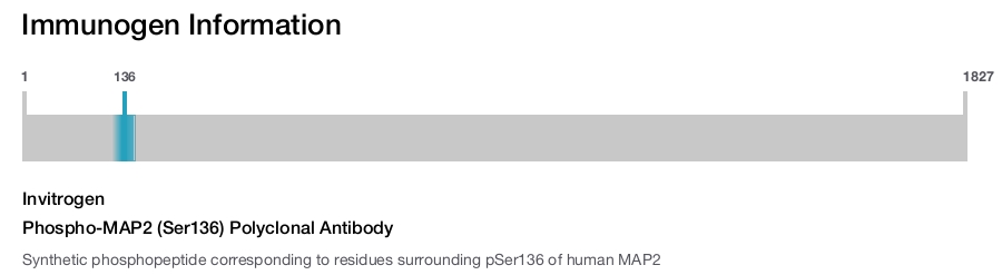 Phospho-MAP2 (Ser136) Polyclonal Antibody