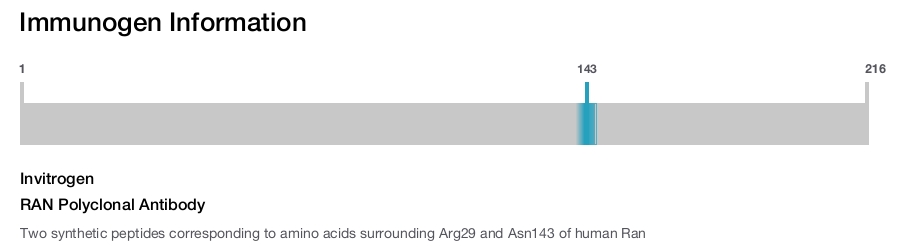 RAN Polyclonal Antibody