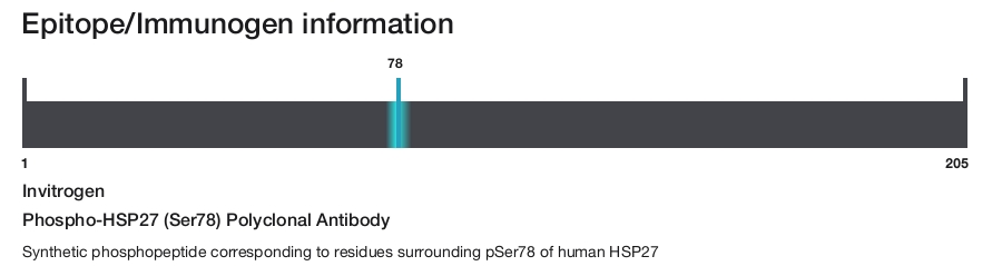 Phospho-HSP27 (Ser78) Polyclonal Antibody