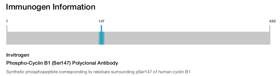 Phospho-Cyclin B1 (Ser147) Polyclonal Antibody