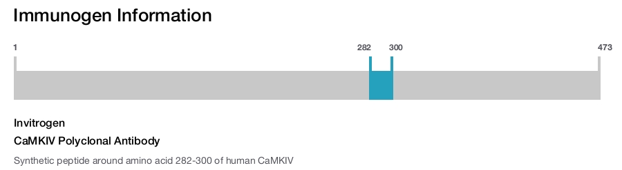 CaMKIV Polyclonal Antibody