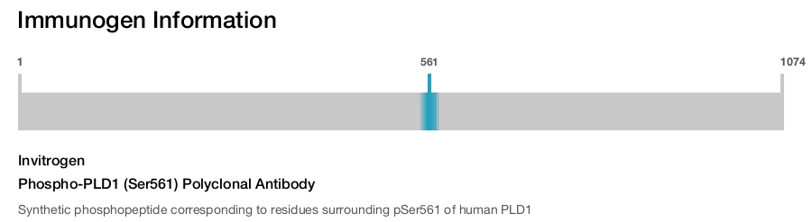 Phospho-PLD1 (Ser561) Polyclonal Antibody