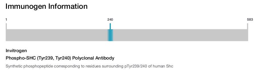 Phospho-SHC (Tyr239, Tyr240) Polyclonal Antibody