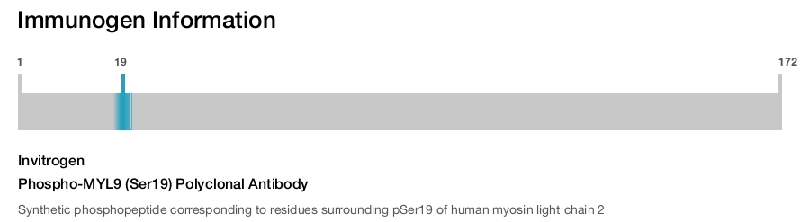 Phospho-MYL9 (Ser19) Polyclonal Antibody