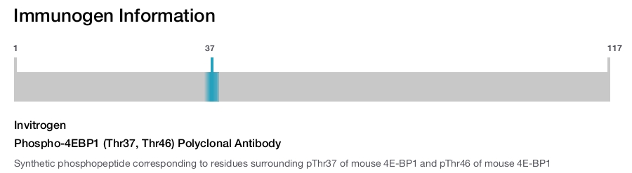 Phospho-4EBP1 (Thr37, Thr46) Polyclonal Antibody