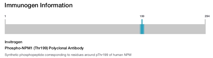 Phospho-NPM1 (Thr199) Polyclonal Antibody